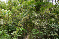 Calamus pseudotenuis